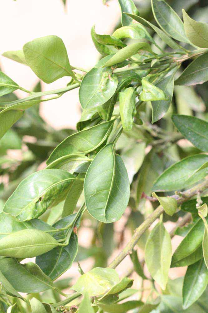              Sun leaves (Riverside, CA)       